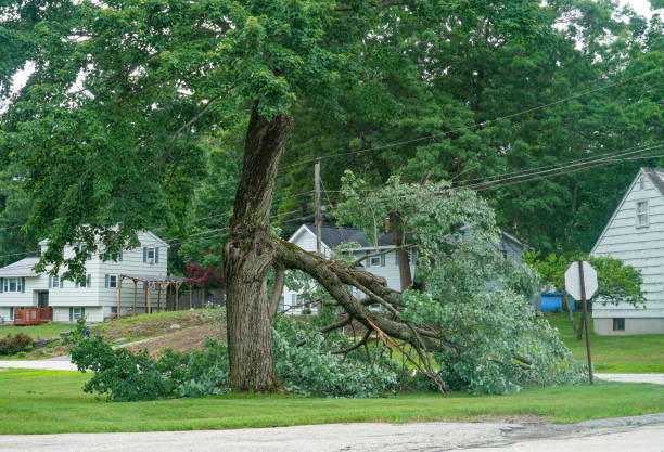Lynden, WA Tree Removal Company