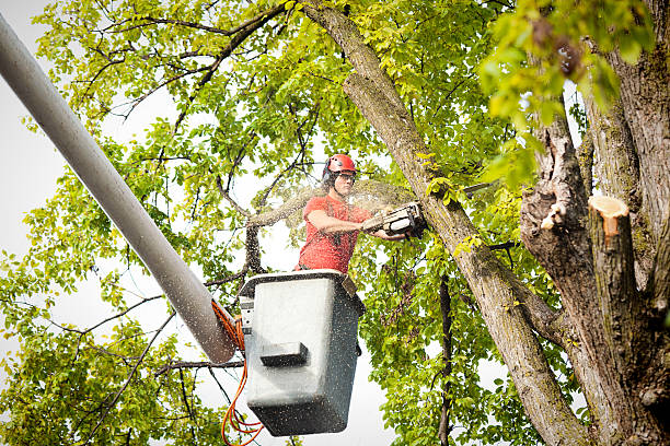 How Our Tree Care Process Works  in  Lynden, WA