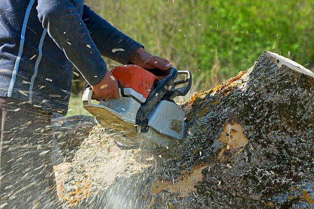 Best Lawn Drainage Solutions  in Lynden, WA
